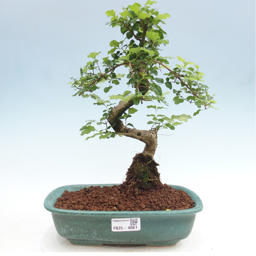 Szobai bonsai -Ligustrum chinensis - Madárcsőr