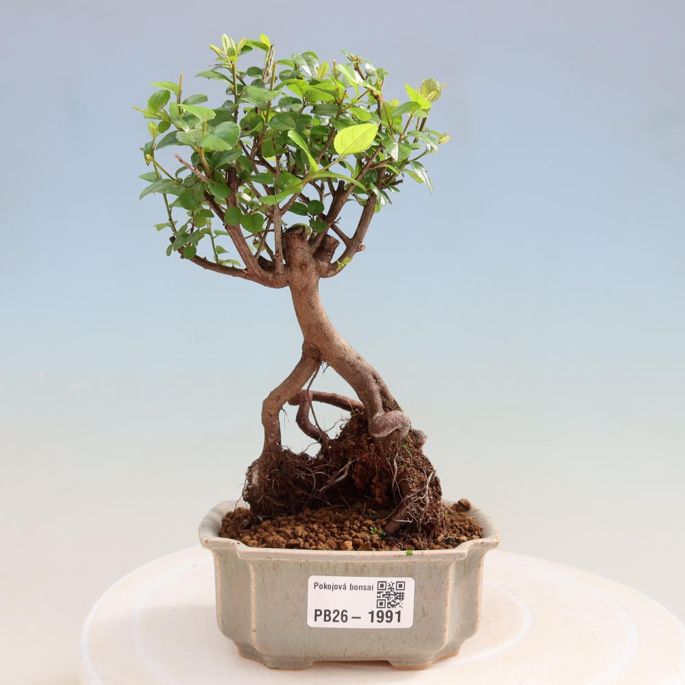 Szobai bonsai - Sageretia thea - Sageretia thea