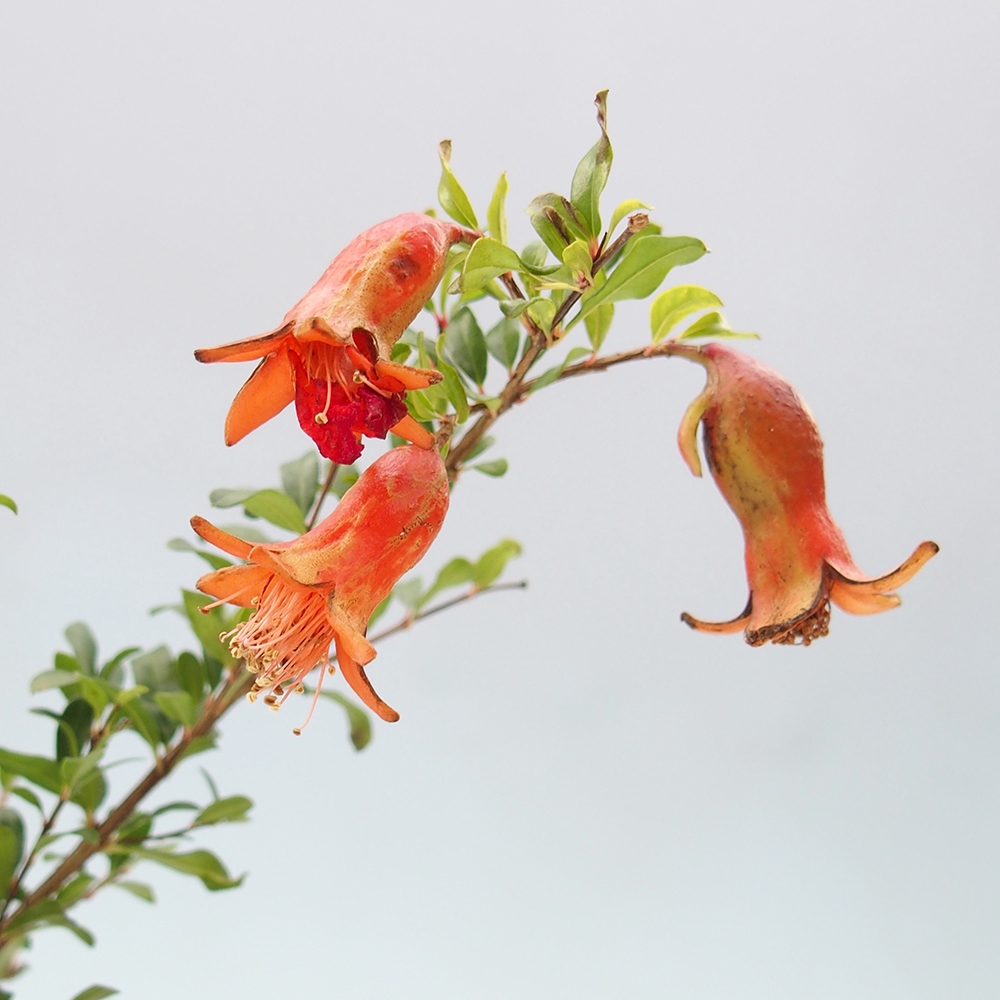 Szobai bonsai-PUNICA granatum nana-gránátalma