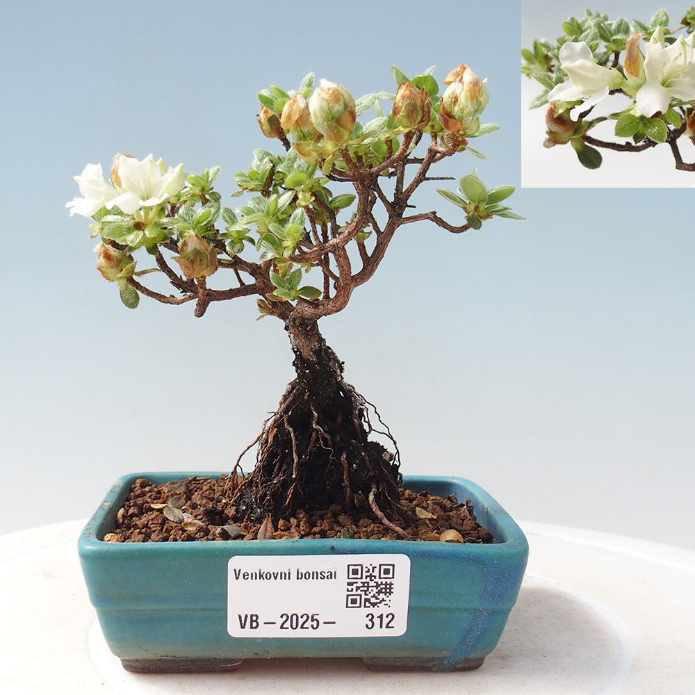 Kültéri bonsai - Rhododendron indicum - japán azálea
