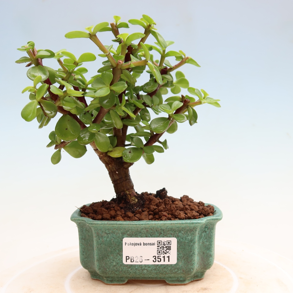 Szoba bonsai - Portulakaria Afra - Tlustice