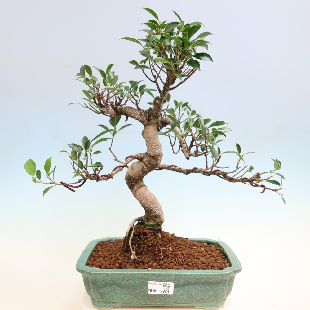 Szobai bonsai - Ficus kimmen - kislevelű fikusz
