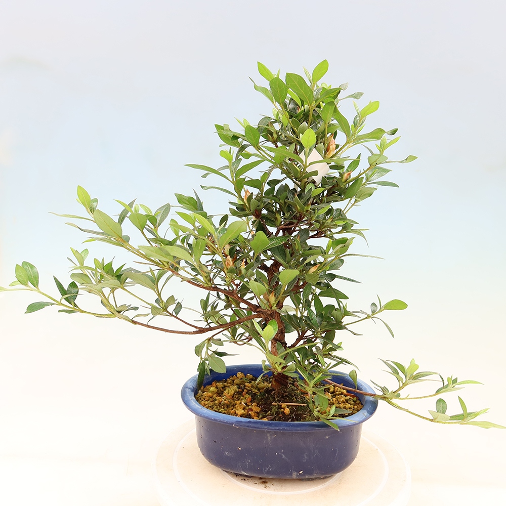 Kültéri bonsai - Japán azálea - Azalea Shinsei