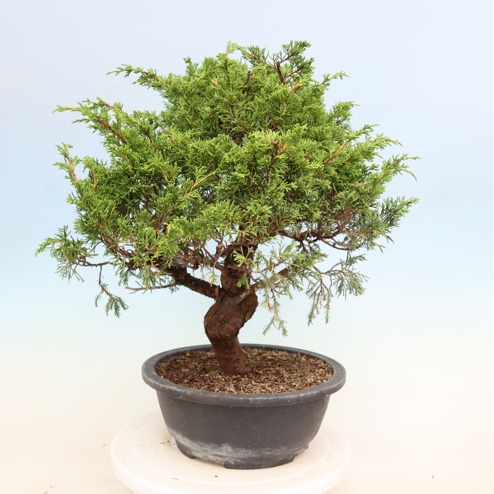 Kültéri bonsai - Juniperus chinensis Itoigawa-Juniperus chinensis