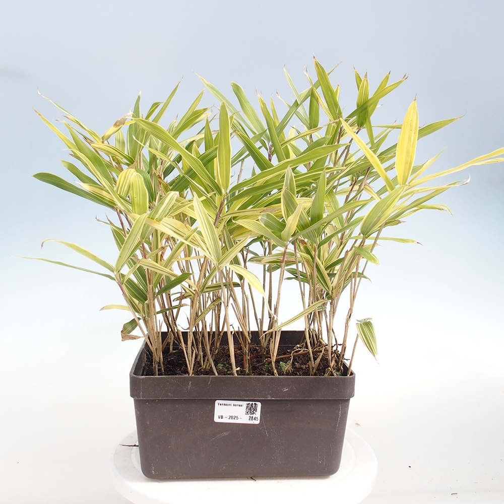 Kültéri bonsai - Sasaella masamuneana Albostriata - Bambusz