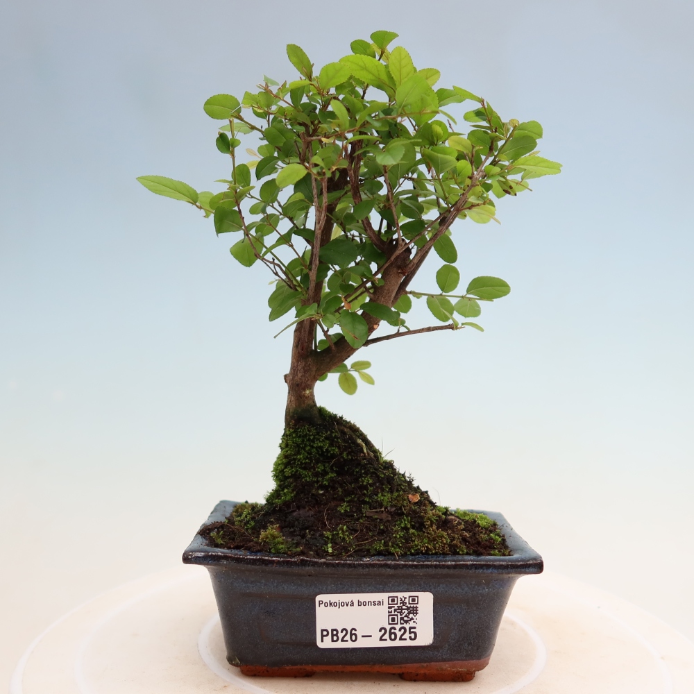 Szobai bonsai - Sageretia thea - Sageretia thea
