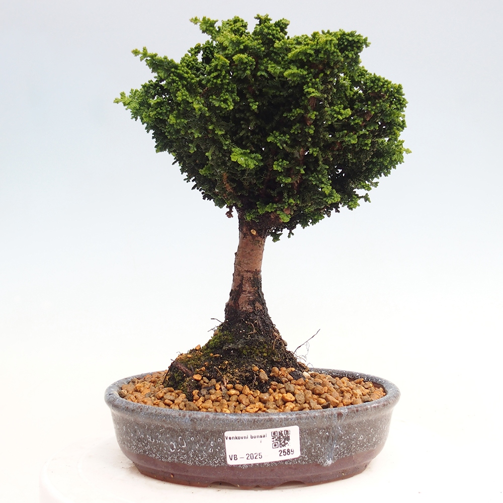 Kültéri bonsai - Cham. obtusa SEKKA HINOKI - Cifra ciprus