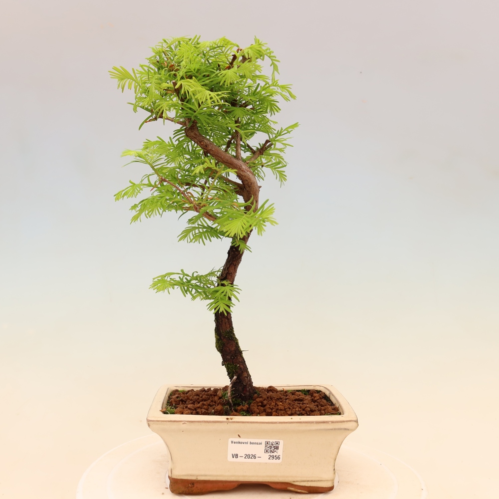 Kültéri bonsai - Metasequoia glyptostroboides - Kínai metasequoia