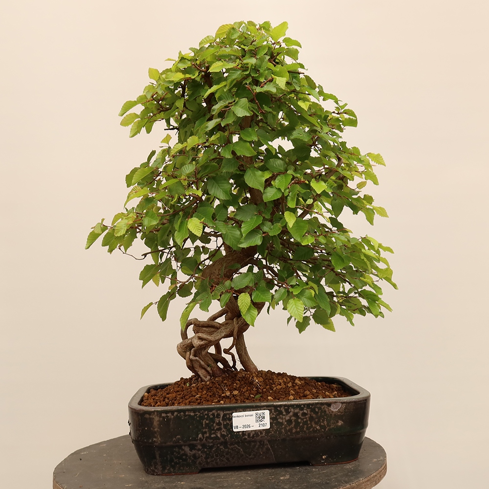 Kültéri bonsai -Carpinus Coreana - Koreai gyertyánfa