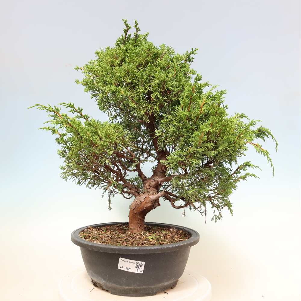 Kültéri bonsai - Juniperus chinensis Itoigawa-Juniperus chinensis