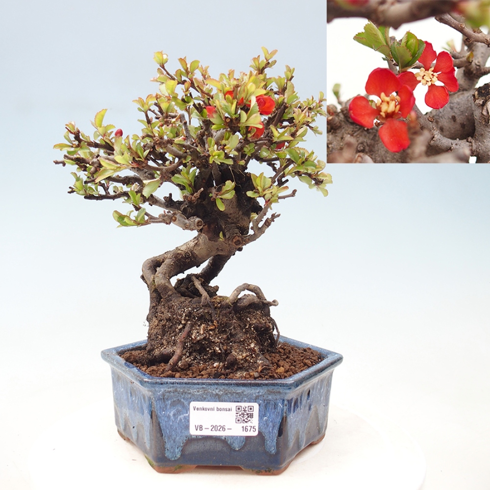 Kültéri bonsai - Chaneomeles speciosa - birs