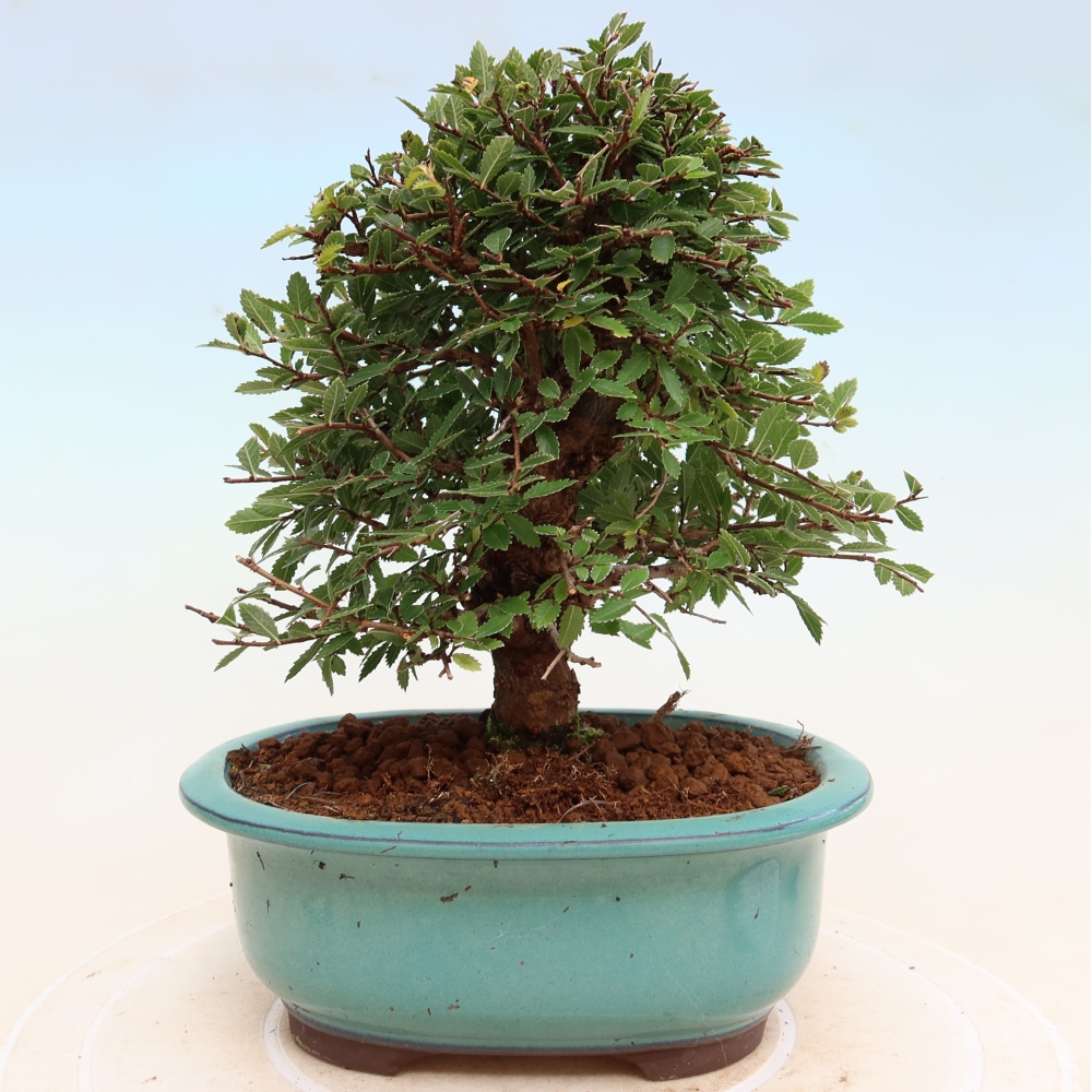 Kültéri bonsai - Zelkova - Zelkova NIRE