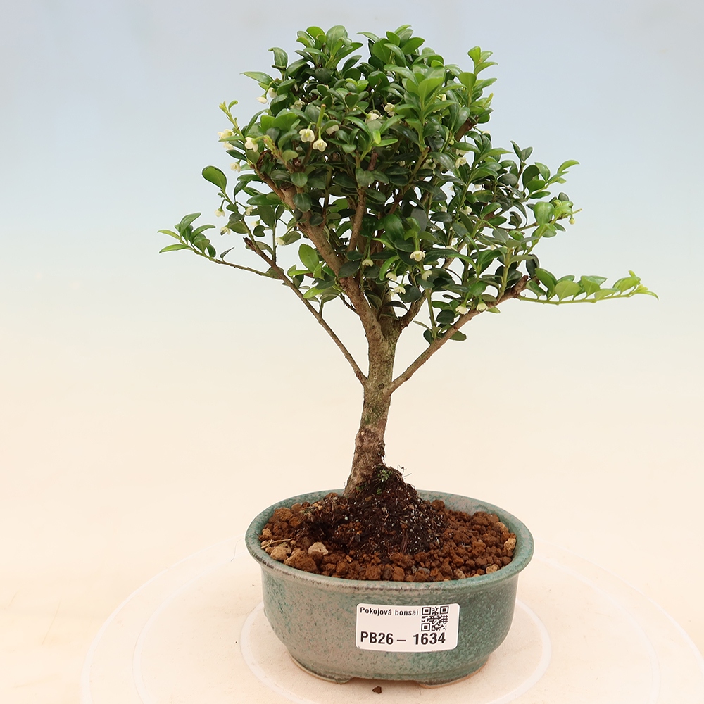 Szobai bonsai - Ilex crenata - Holly