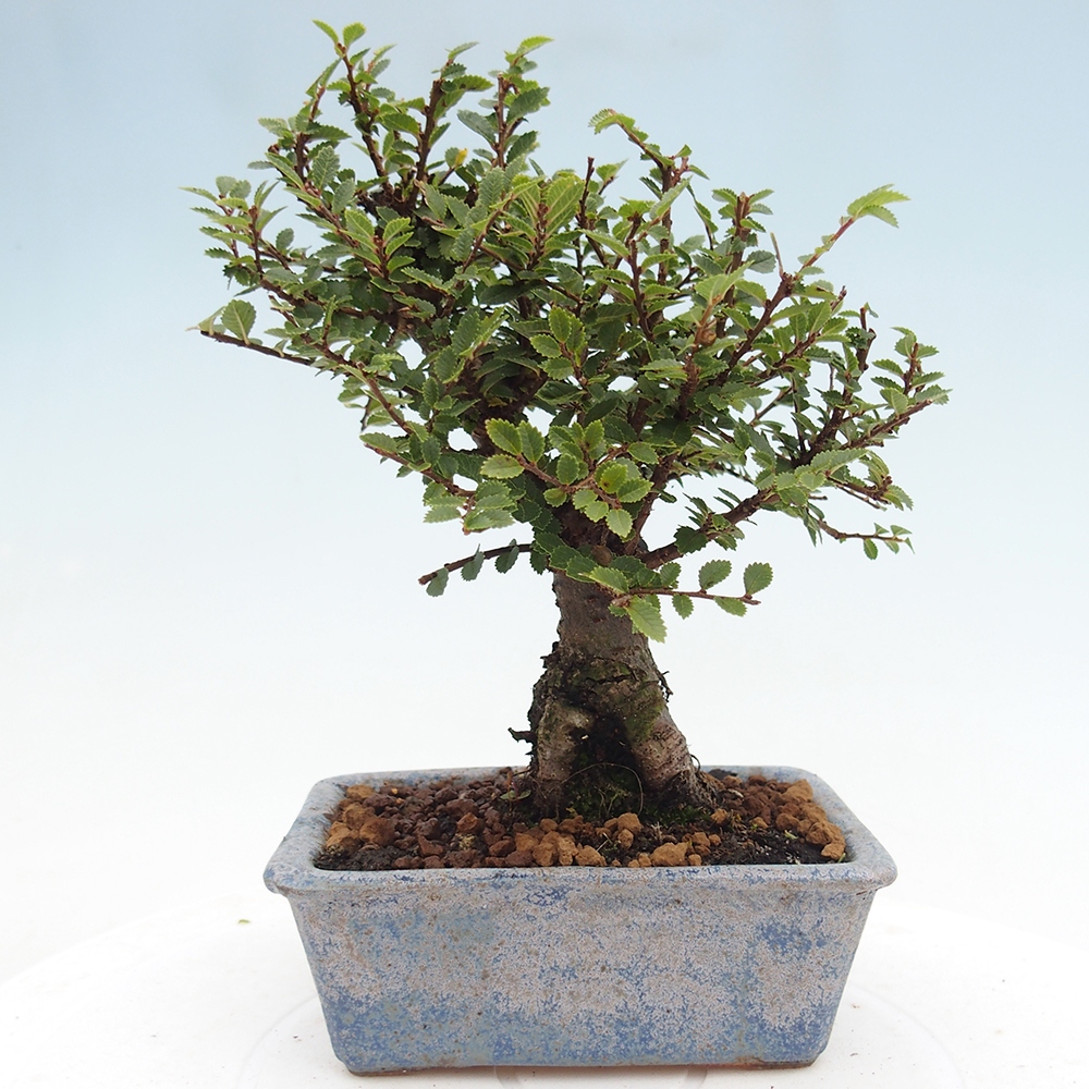 Kültéri bonsai - Ulmus parvifolia Hokkaido - Kínai szil - Ulmus parvifolia Hokkaido