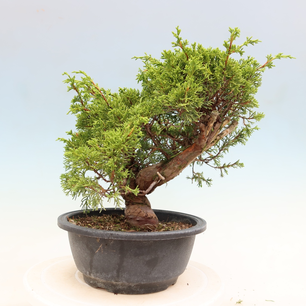 Kültéri bonsai - Juniperus chinensis Itoigawa-Juniperus chinensis