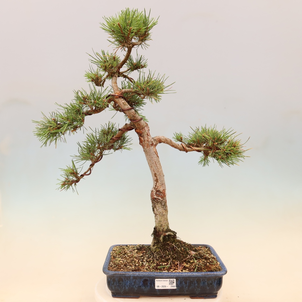 Kültéri bonsai - Pinus Sylvestris Watererri - erdeifenyő