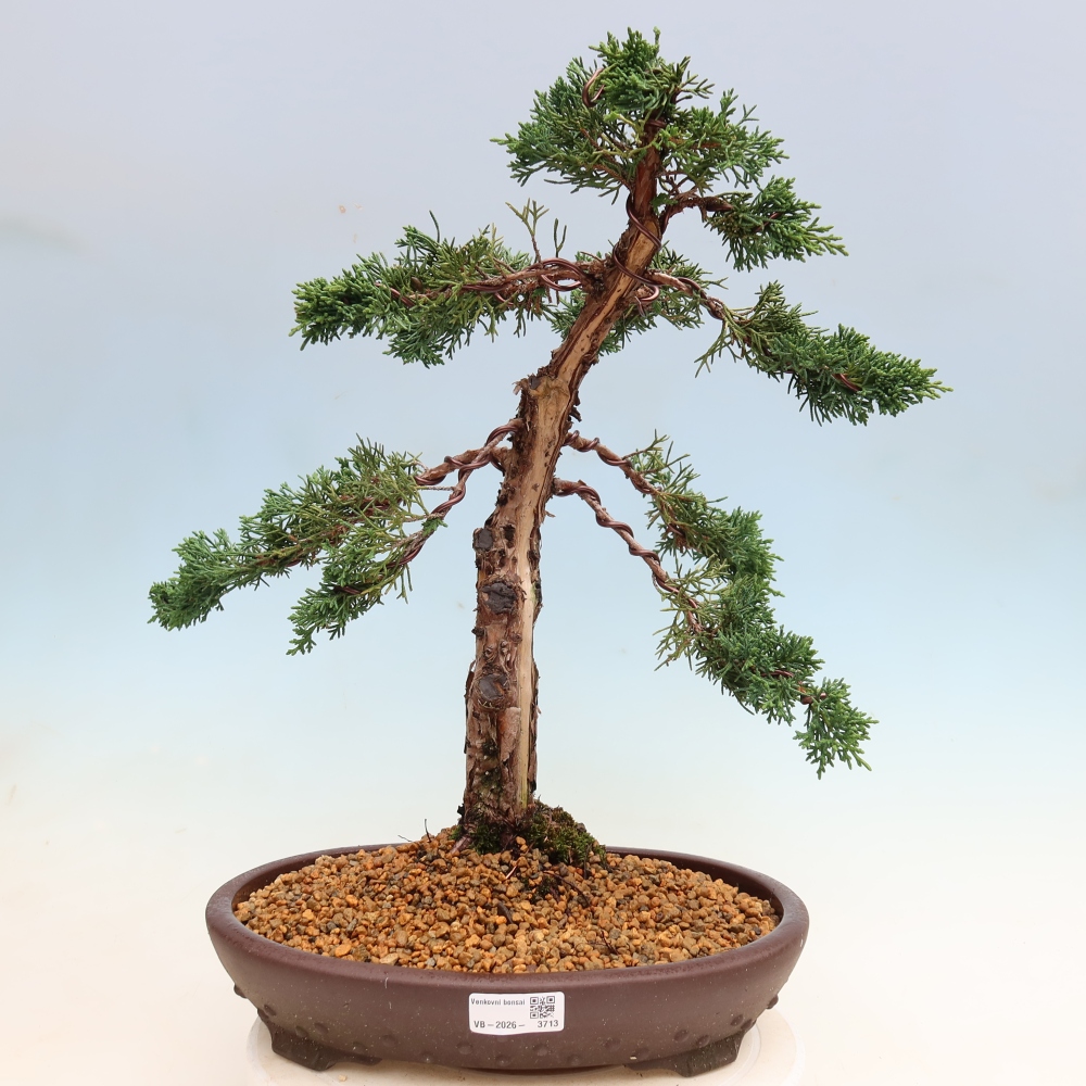 Kültéri bonsai - Juniperus chinensis Kishu