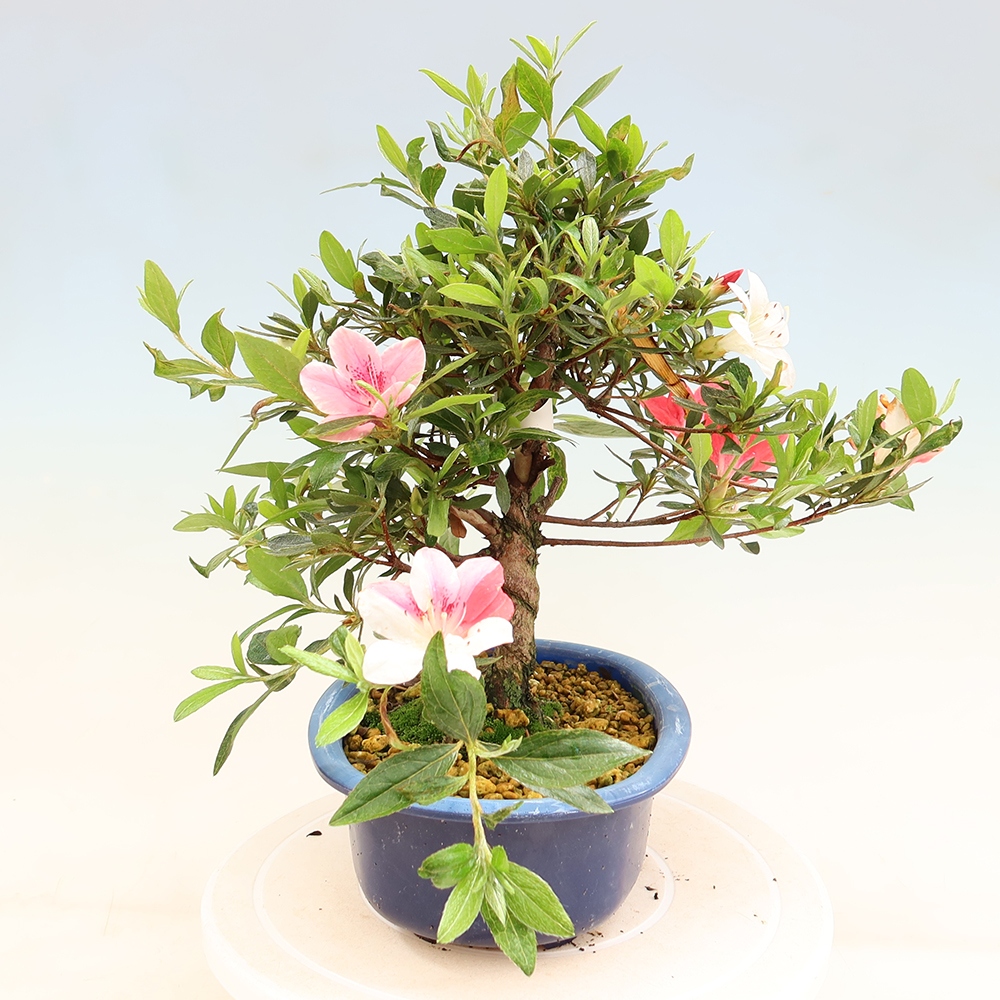 Kültéri bonsai - Japán azálea - Azalea Senhime