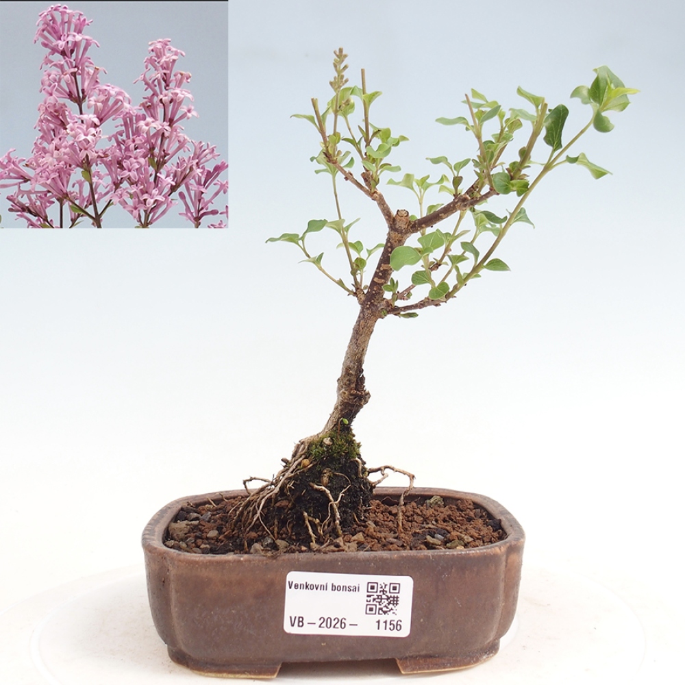 Kültéri bonsai - Syringa Meyeri Palibin - Meyer's Lilac
