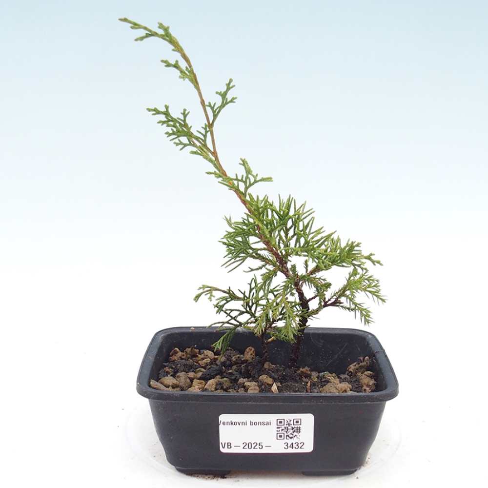 Kültéri bonsai - Juniperus chinensis Itoigawa