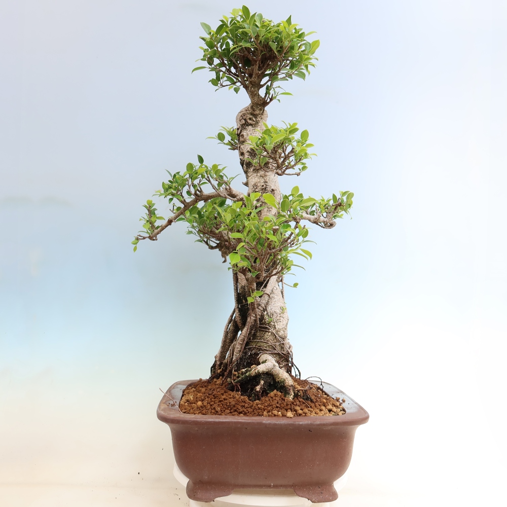 Szobai bonsai - Ficus kimmen - kislevelű fikusz