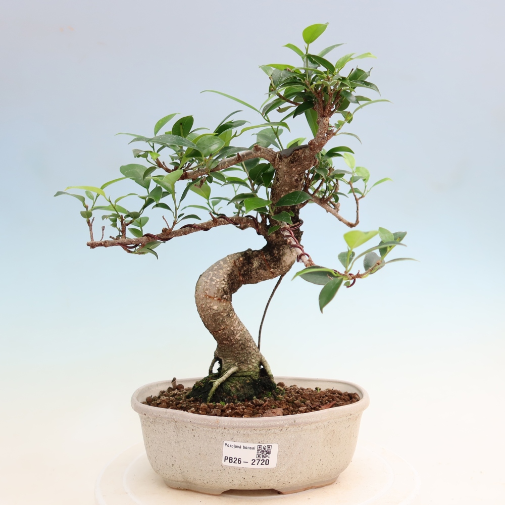 Szobai bonsai - Ficus kimmen - kislevelű fikusz