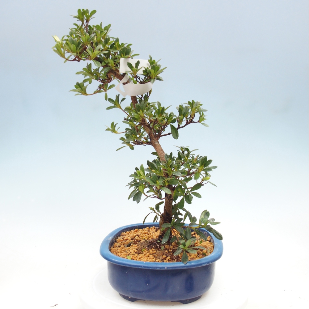 Kültéri bonsai - Japán azálea - Azalea Santoka
