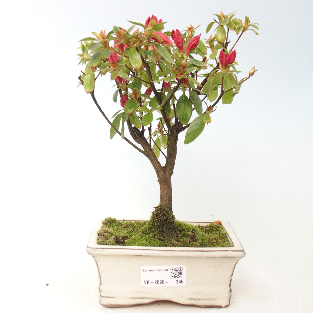 Kültéri bonsai - japán azálea - Azalea sp.