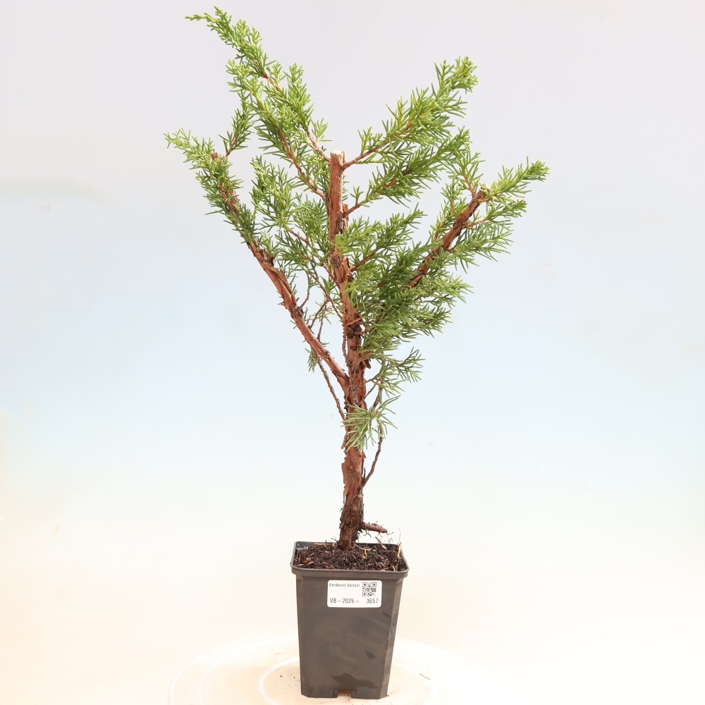 Kültéri bonsai - Juniperus chinensis Kishu