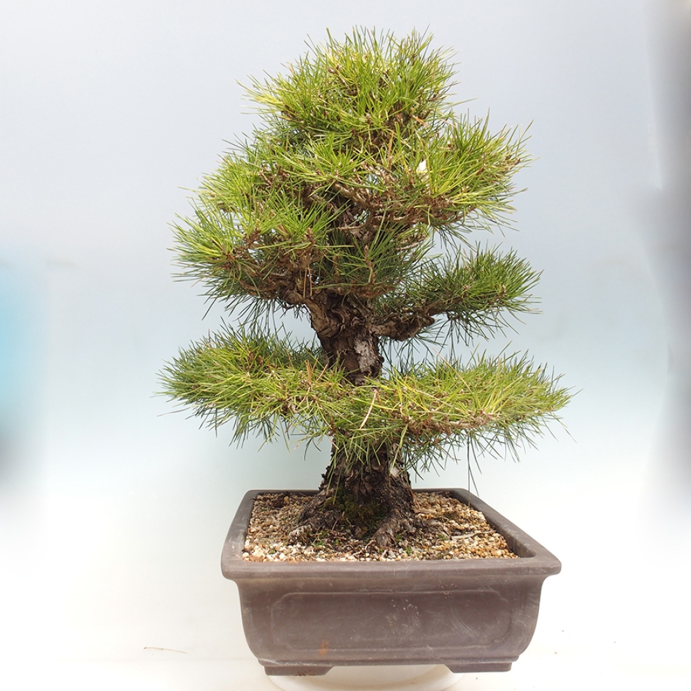 Kültéri bonsai - Pinus thunbergii - Thunberg fenyő