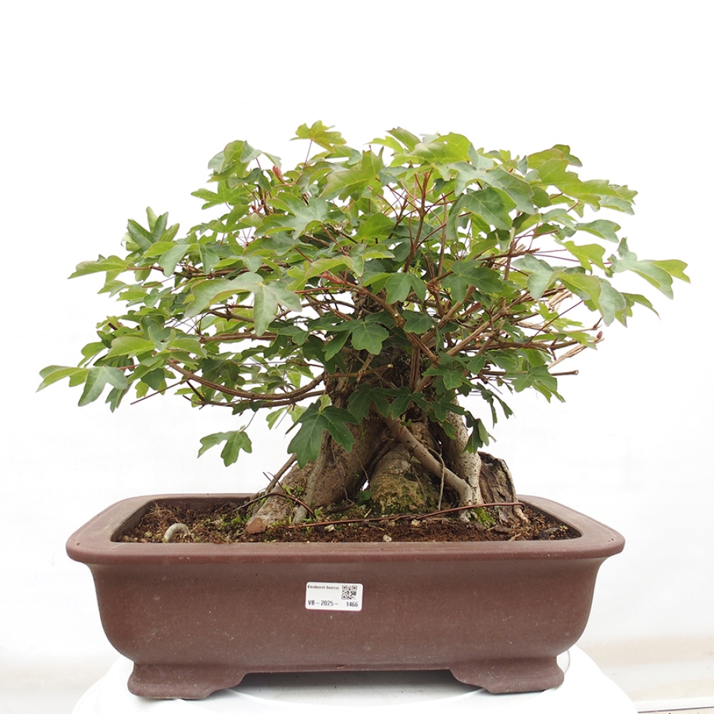 Kültéri bonsai -Javor babyka - Acer campestre