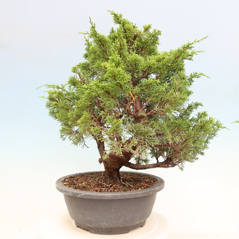 Kültéri bonsai - Juniperus chinensis Itoigawa-Juniperus chinensis
