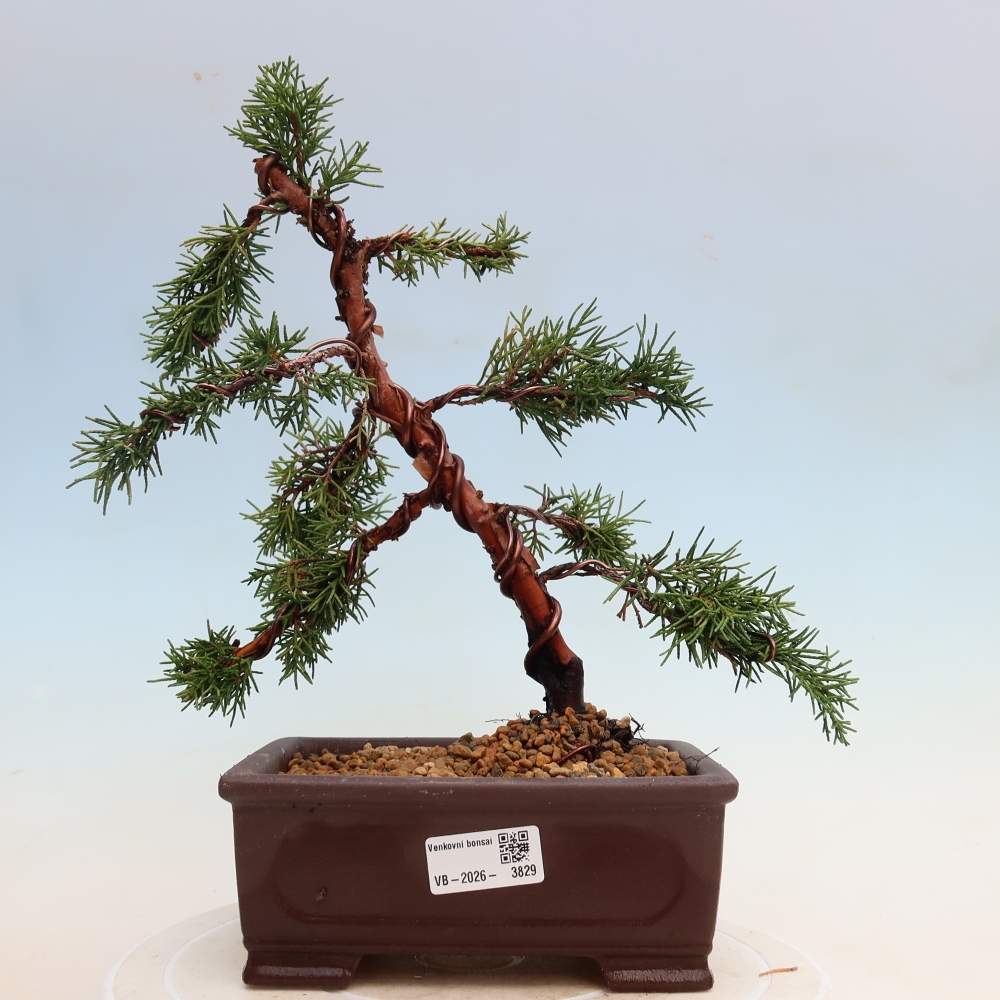 Kültéri bonsai - Juniperus chinensis Kishu