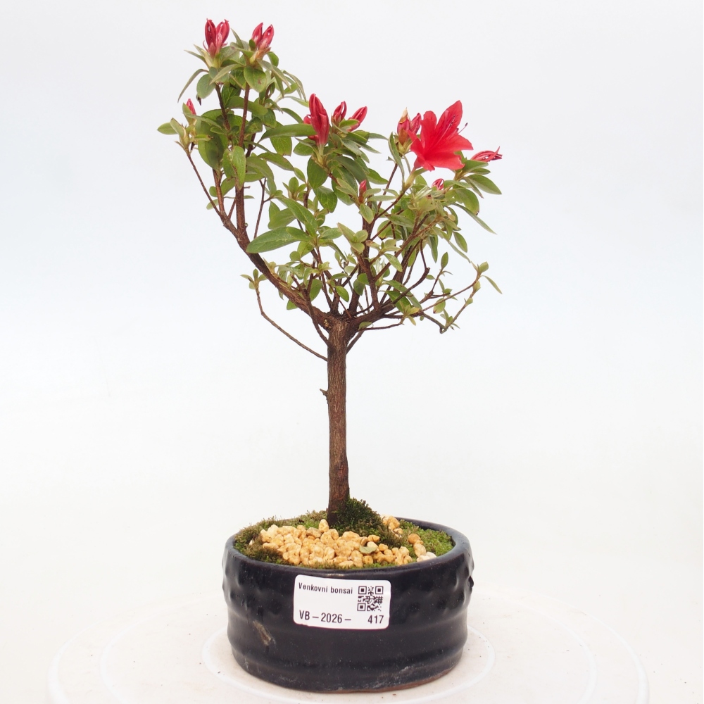Kültéri bonsai - japán azálea - Azalea sp.