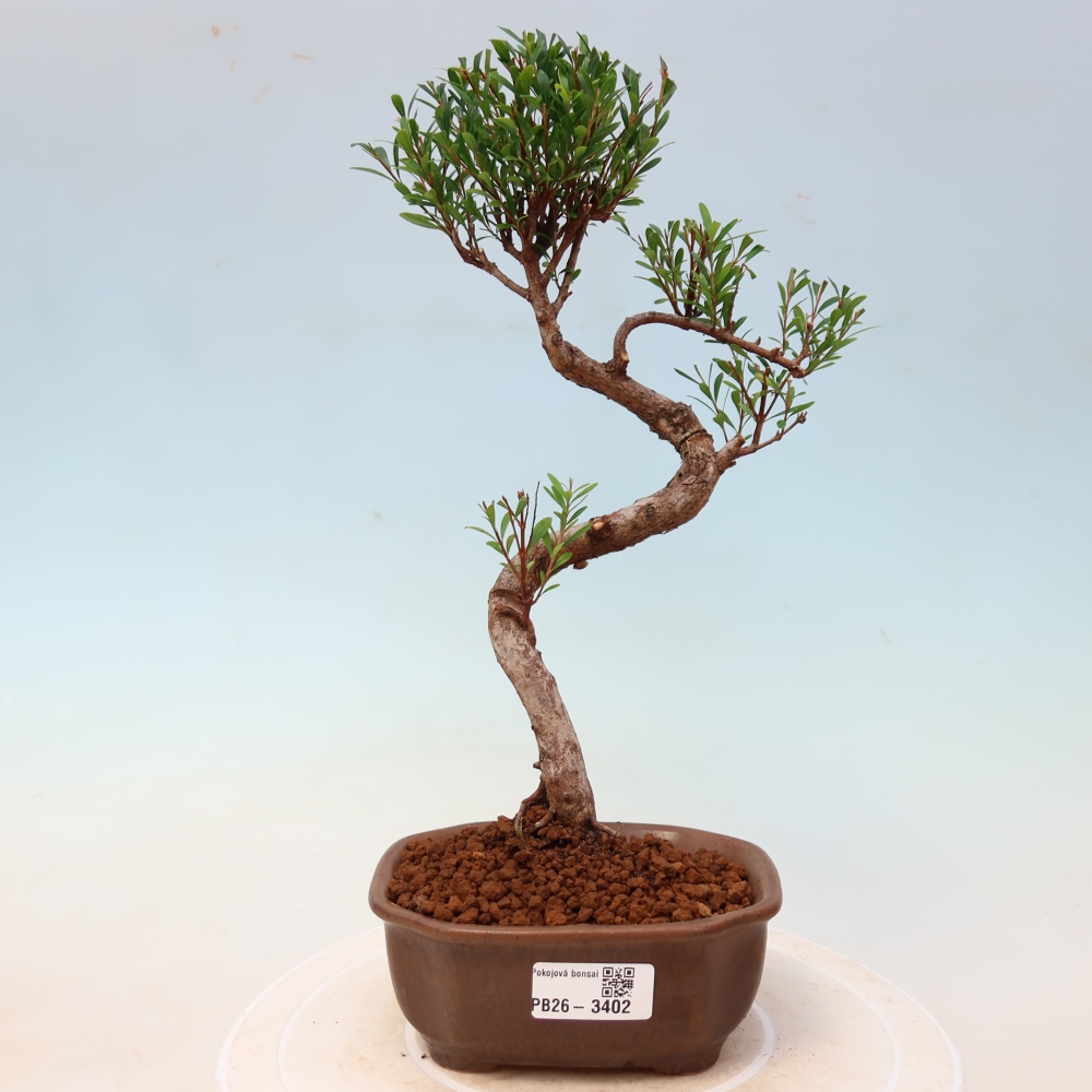 Szobai bonsai - Syzygium - Pimento