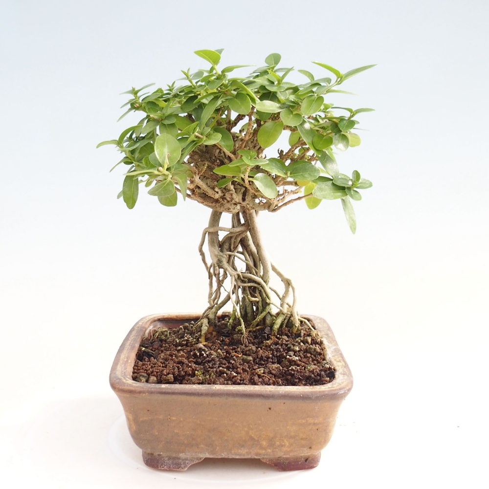 Beltéri bonsai - Premna serratifolia - Kozlovna malolista