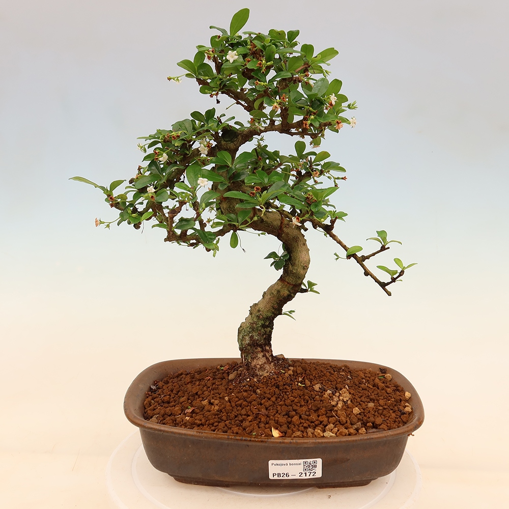 Szobai bonsai - Carmona macrophylla - Tea fuki