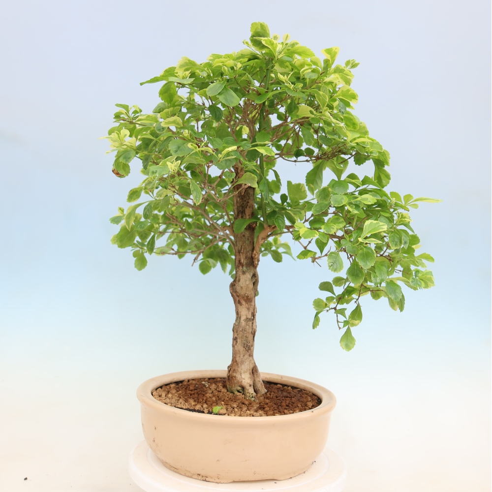 Szobai bonsai - Duranta erecta Aurea