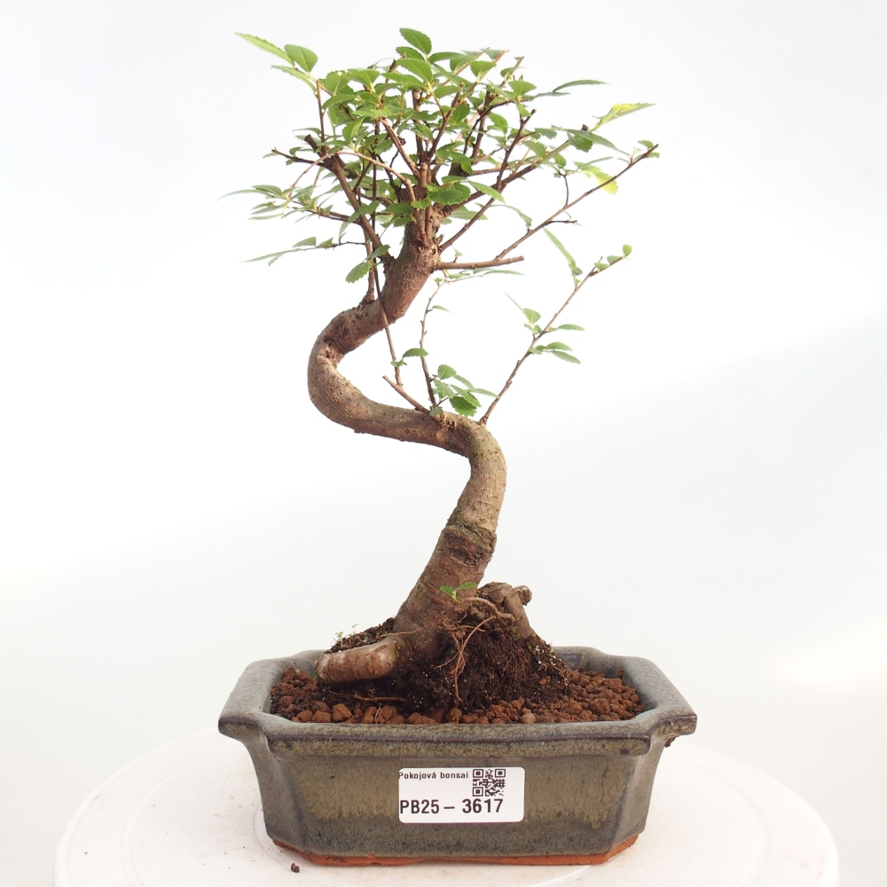 Szobai bonsai - Ulmus parvifolia - Kislevelű szilfa