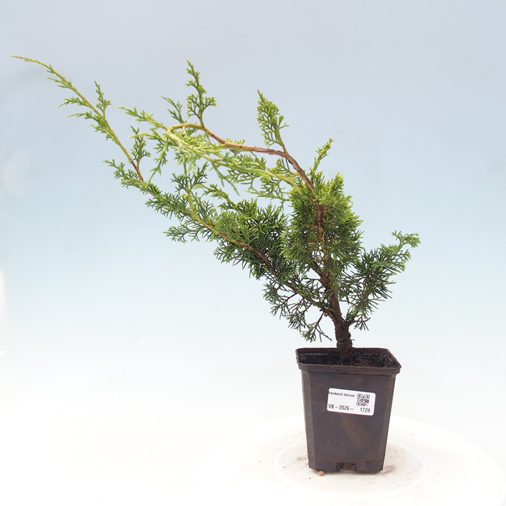 Kültéri bonsai - Juniperus chinensis Itoigawa