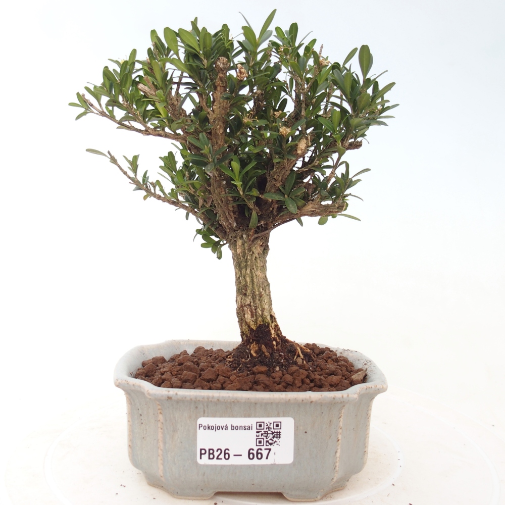 Szobai bonsai - Buxus harlandii - parafa buxus