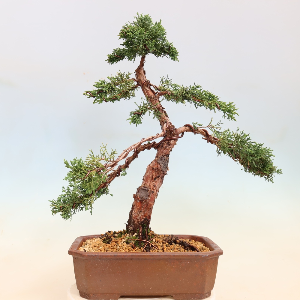 Kültéri bonsai - Juniperus chinensis Kishu