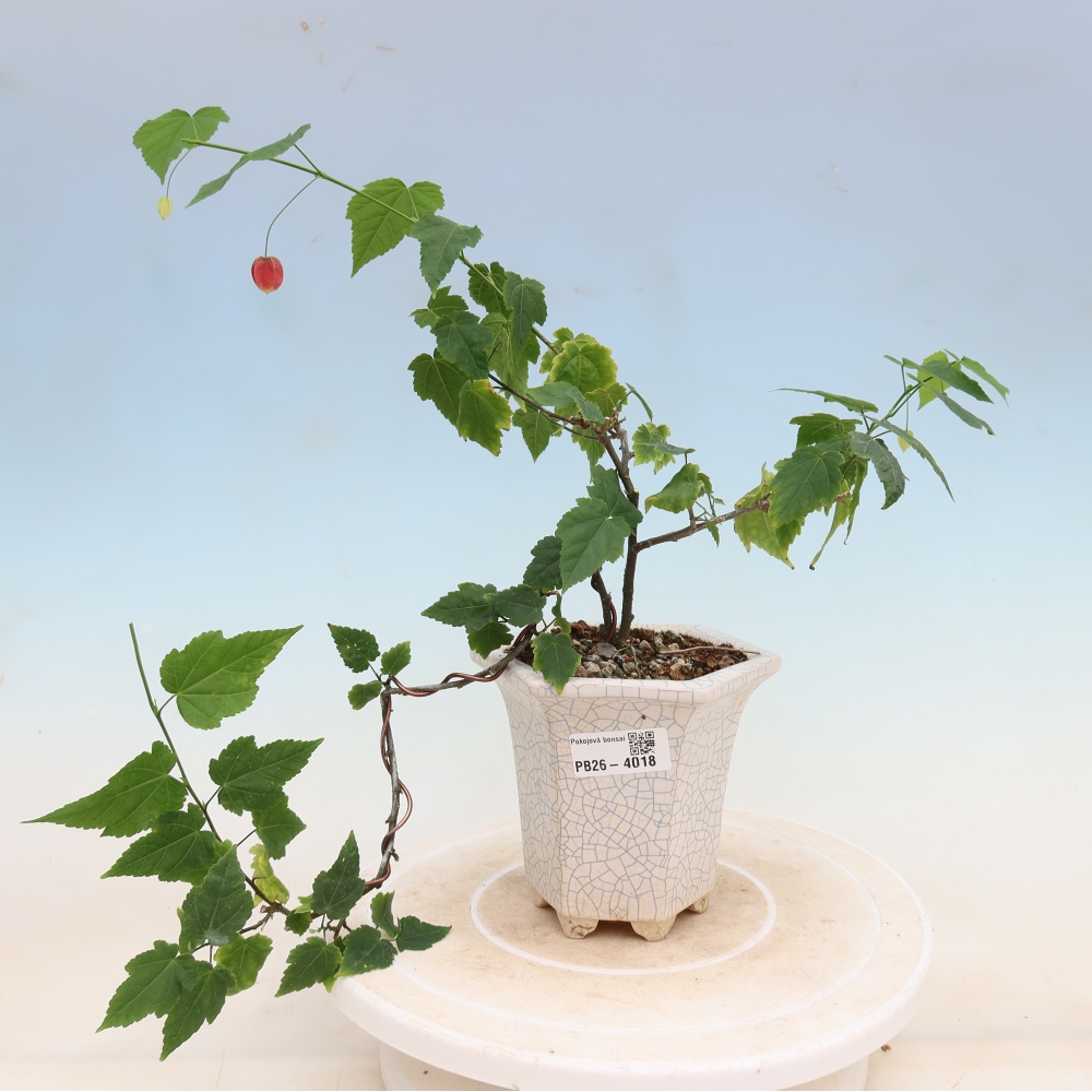 Beltéri bonsai - Abutilon Big Bell - Felhőbogyó