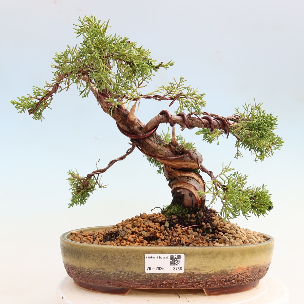 Kültéri bonsai - Juniperus chinensis Itoigawa-Juniperus chinensis