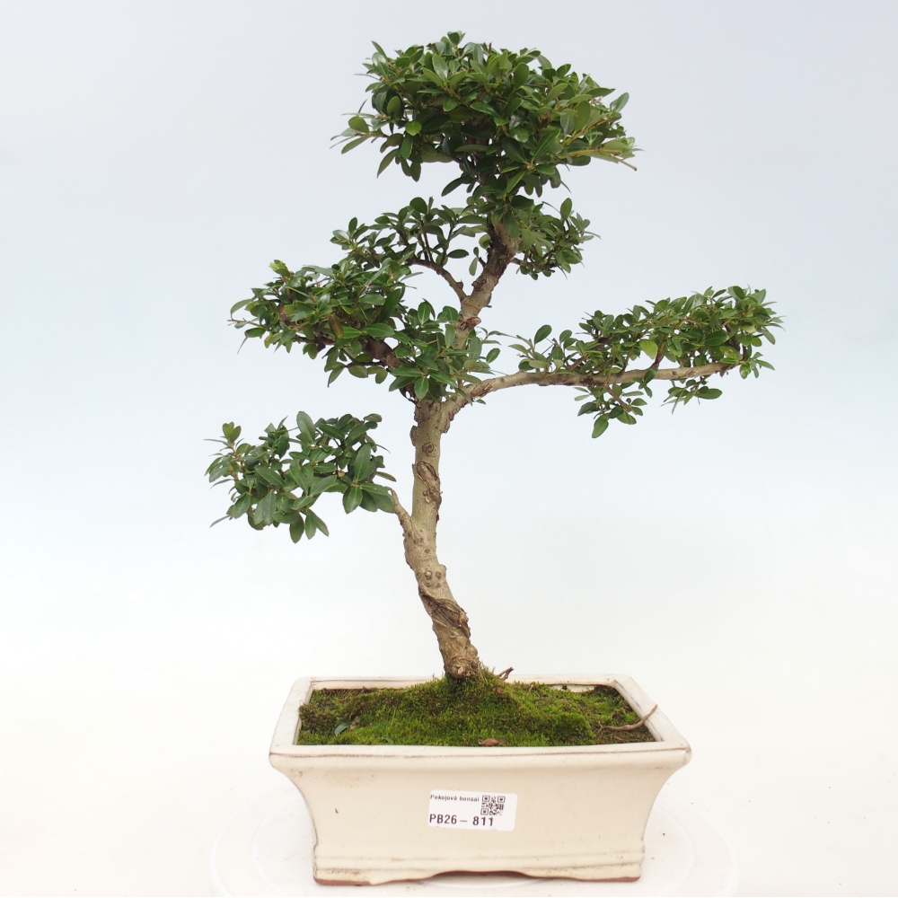 Szobai bonsai - Ilex crenata - Holly