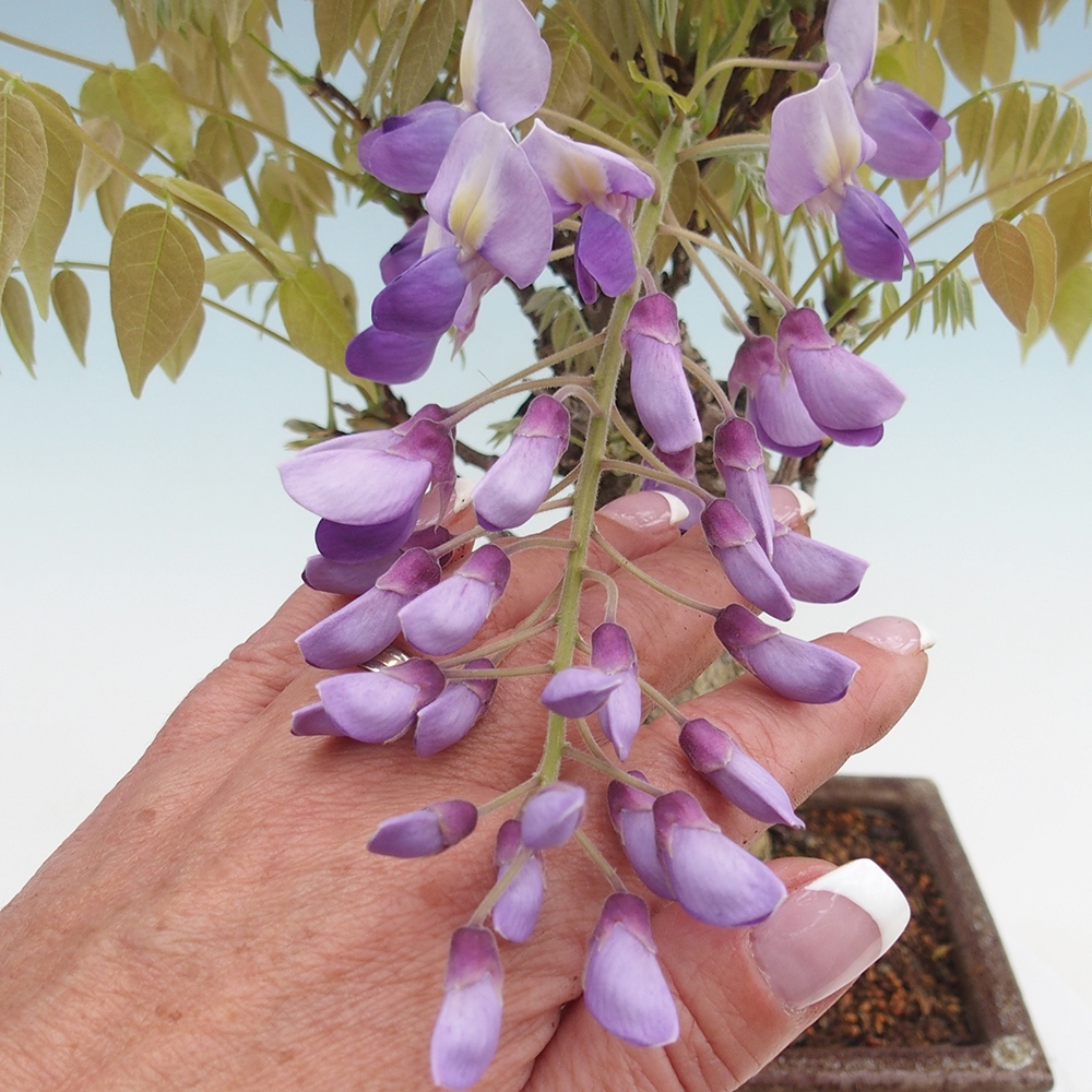 Kültéri bonsai - Wisteria floribunda