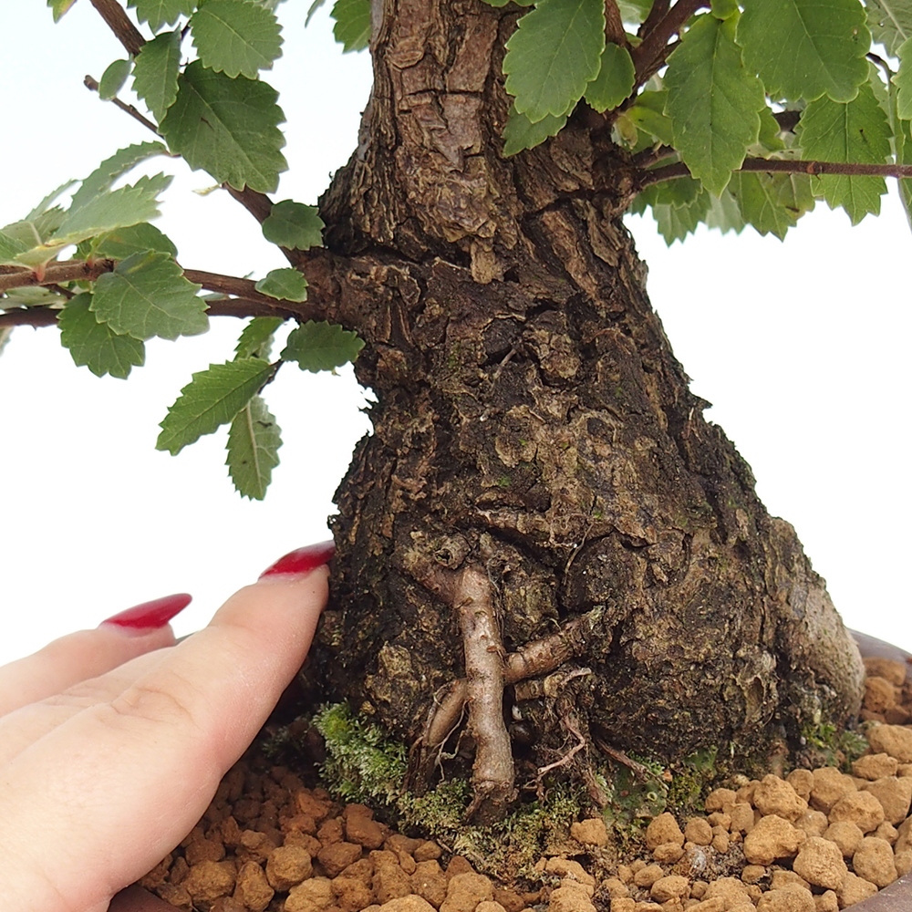 Kültéri bonsai - Zelkova - Zelkova NIRE