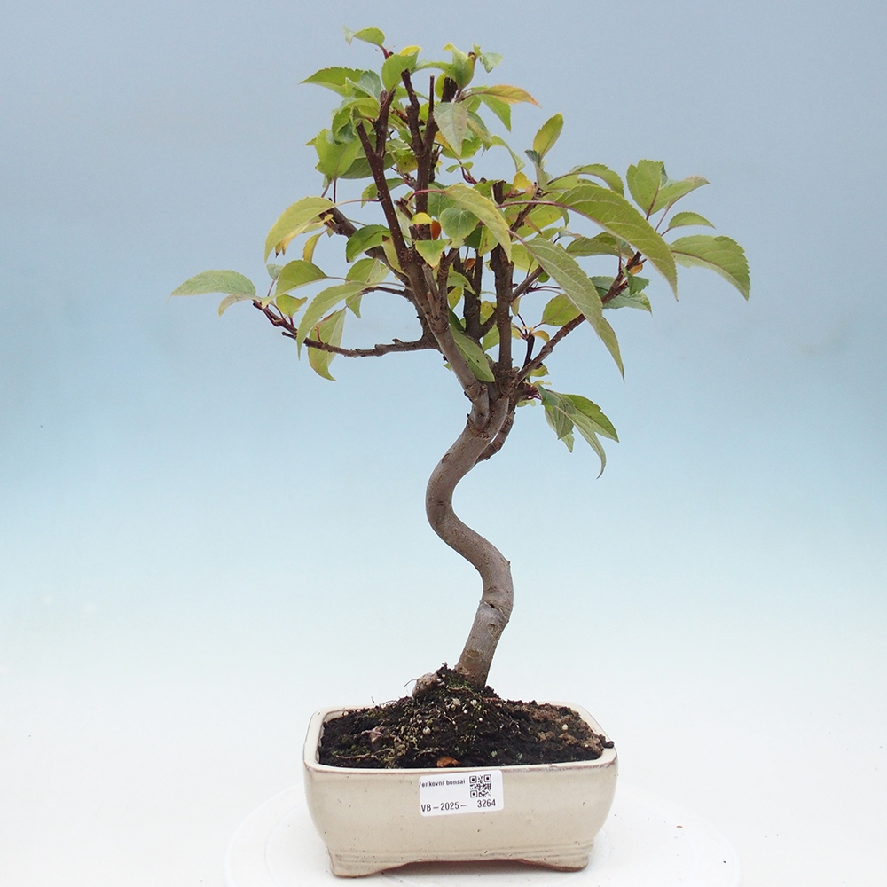 Kültéri bonsai -Malus halliana - Kis gyümölcsű almafa