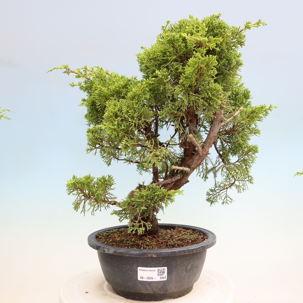 Kültéri bonsai - Juniperus chinensis Itoigawa-Juniperus chinensis