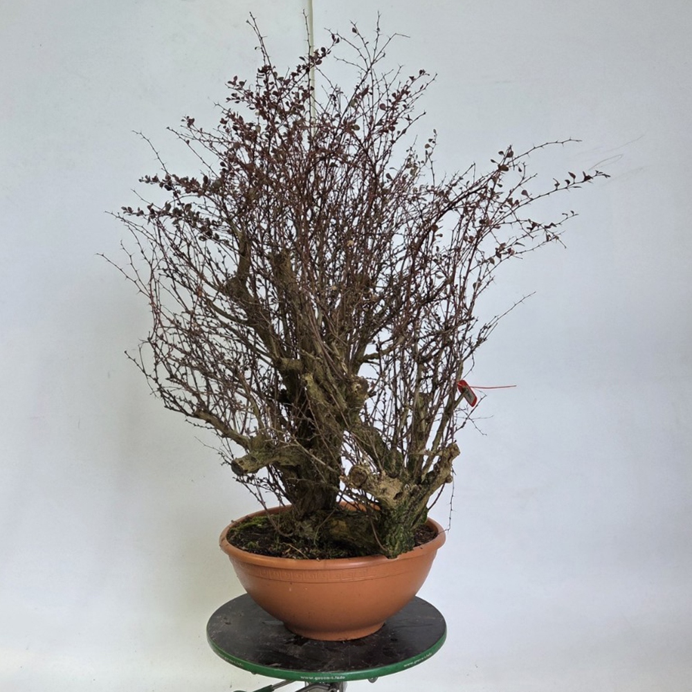 Kültéri bonsai - Borbolya - Berberis thunbergii atropurpurea